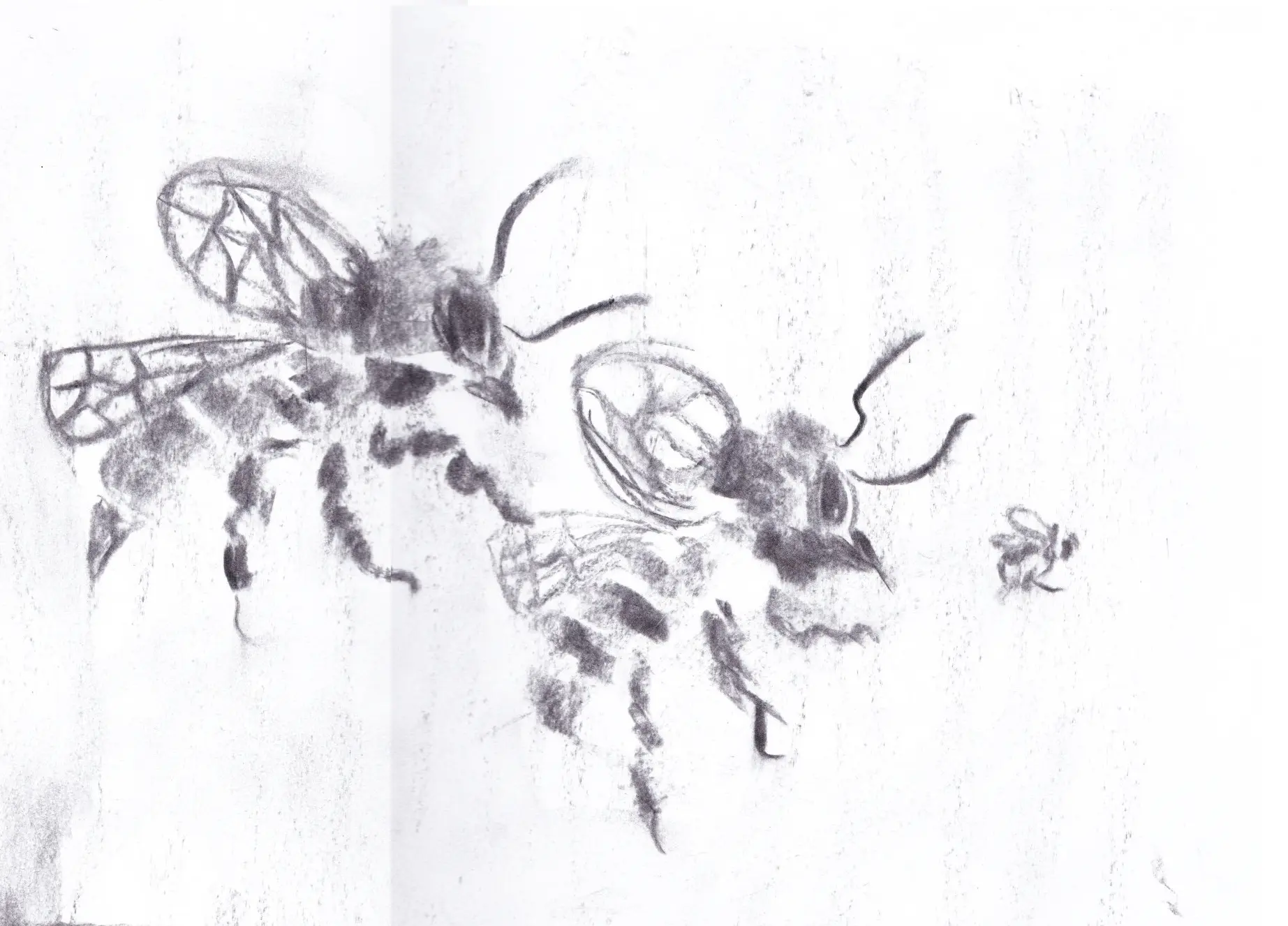 (illustration, 2016)